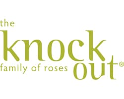 Knock Out Roses