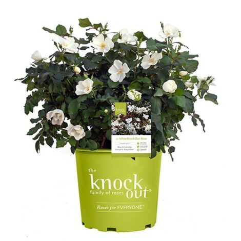 Rose, Knock Out 'White Out' (1 Gallon and 2 Gallon) - Image 2