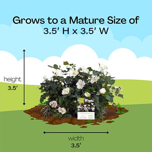 Rose, Knock Out 'White Out' (1 Gallon and 2 Gallon) - Image 10