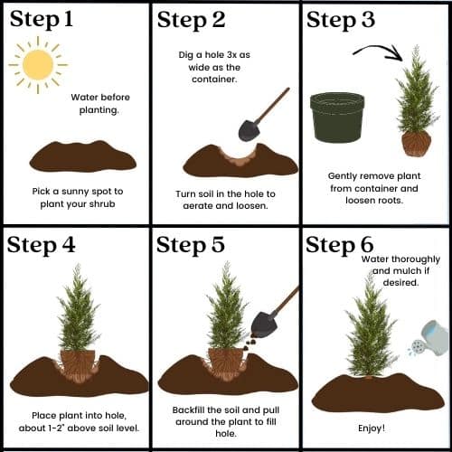 Cypress, Leyland Nursery