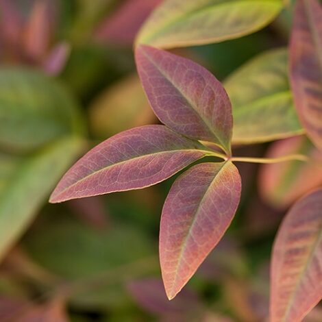 Nandina, Southern Living Plant Collection 'Blush Pink' (2 Gallon)