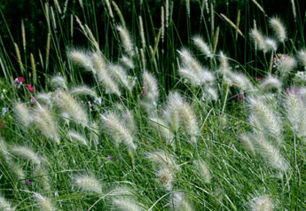 Ornamental Grass
