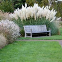Grass, Pampas White (2.25 Gallon)