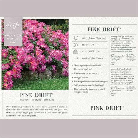 Rose, 'Drift 'Pink' (2 Gallon) - Image 5