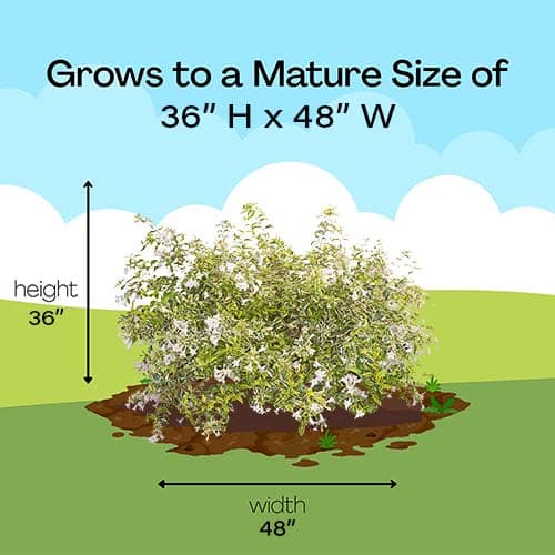 Abelia, Southern Living Plant Collection 'Miss Lemon' (2 Gallon) - Image 9