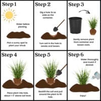 Grass, Pampas White (2.25 Gallon) - Image 4