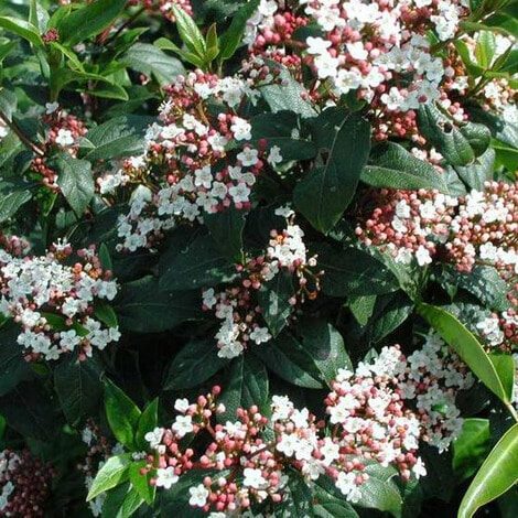 Virburnum Spring Bouquet