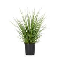 Grass, Pampas White (2.25 Gallon) - Image 2