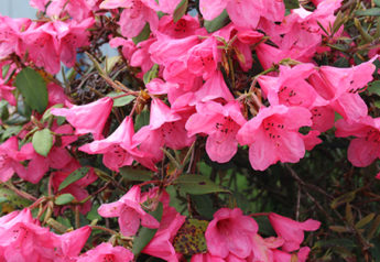 Azaleas