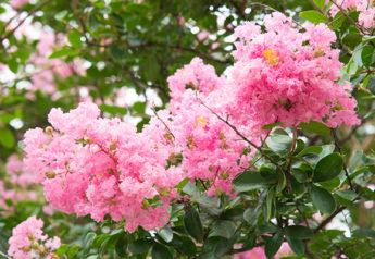 Crepe Myrtles