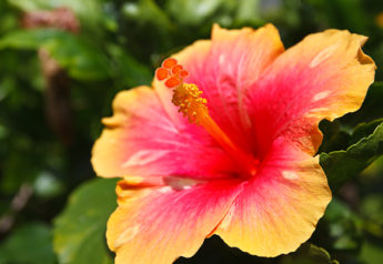 Hibiscus
