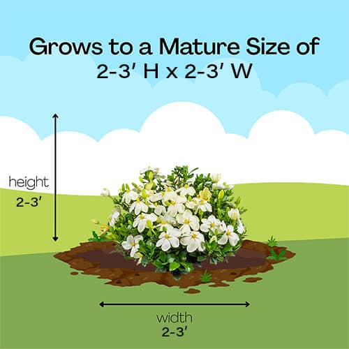 Gardenia, 'Kleims Hardy' (2.5 Quart and 2.25 Gallon) - Image 6