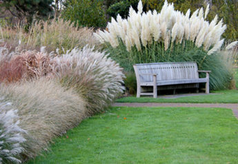 Ornamental Grasses