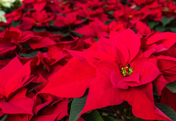 Poinsettias