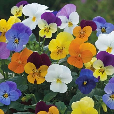 Violas