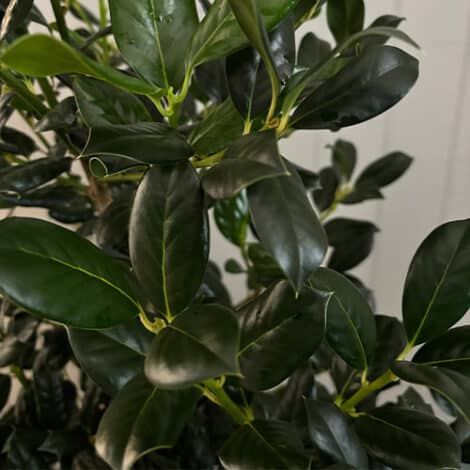 Holly, Nellie R Stevens (7 Gallon)