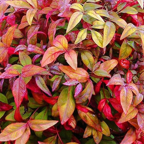 Firepower Nandina 5 plants