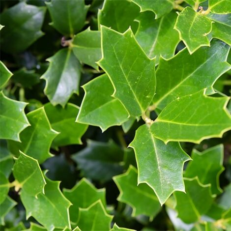 Holly, Southern Living Plant Collection 'Oakland' (3 Gallon and 7 Gallon)