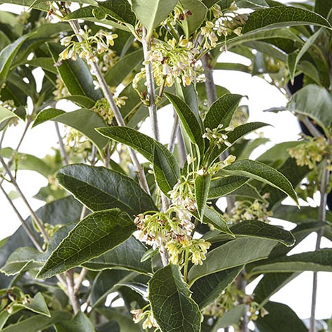 Osmanthus Osmanthus fragrans