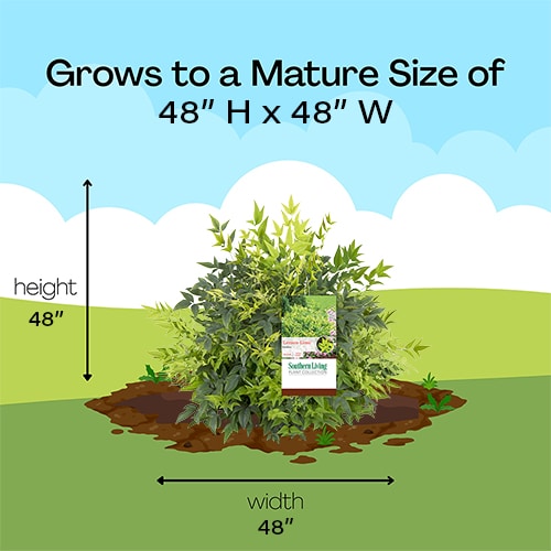 Nandina, Southern Living Plant Collection 'Lemon-Lime' (2 Gallon) - Image 7