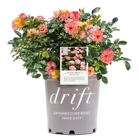 Rose, Drift 'Peach' (2 Gallon) - Image 2