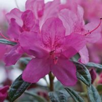 Azalea, Encore 'Autumn Amethyst' (1 Gallon, 2 Gallon, and 5 Gallon) - Image 3