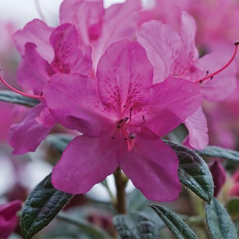 Azalea, Encore 'Autumn Amethyst' (1 Gallon, 2 Gallon, and 5 Gallon) - Image 3
