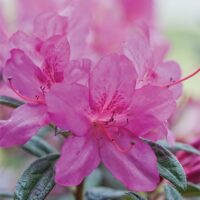 Azalea, Encore 'Autumn Amethyst' (1 Gallon, 2 Gallon, and 5 Gallon)