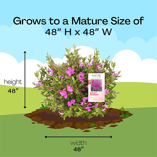 Azalea, Encore 'Autumn Amethyst' (1 Gallon, 2 Gallon, and 5 Gallon) - Image 7
