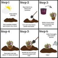 Azalea, Encore 'Autumn Amethyst' (1 Gallon, 2 Gallon, and 5 Gallon) - Image 6