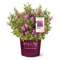 Azalea, Encore 'Autumn Amethyst' (1 Gallon, 2 Gallon, and 5 Gallon) - Image 2