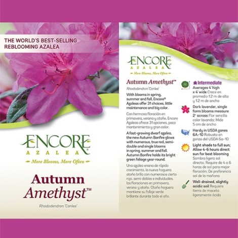 Azalea, Encore 'Autumn Amethyst' (1 Gallon, 2 Gallon, and 5 Gallon) - Image 4