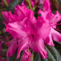 Azalea, Encore 'Autumn Sundance' (1 Gallon, 2 Gallon, and 5 Gallon) - Image 3