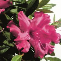 Azalea, Encore 'Autumn Sundance' (1 Gallon, 2 Gallon, and 5 Gallon)