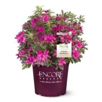 Azalea, Encore 'Autumn Sundance' (1 Gallon, 2 Gallon, and 5 Gallon) - Image 2