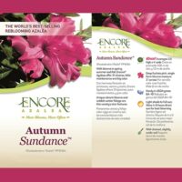 Azalea, Encore 'Autumn Sundance' (1 Gallon, 2 Gallon, and 5 Gallon) - Image 4