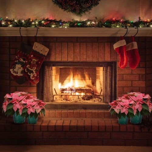 Poinsettia, Pink (6.5 Inch and 8 Inch) - Image 4