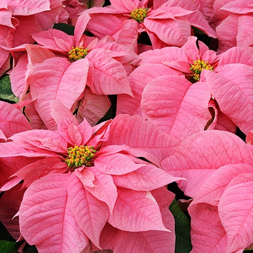 Poinsettia, Pink (6.5 Inch and 8 Inch)