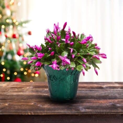 Christmas Cactus Purple (6 inch) - Image 3