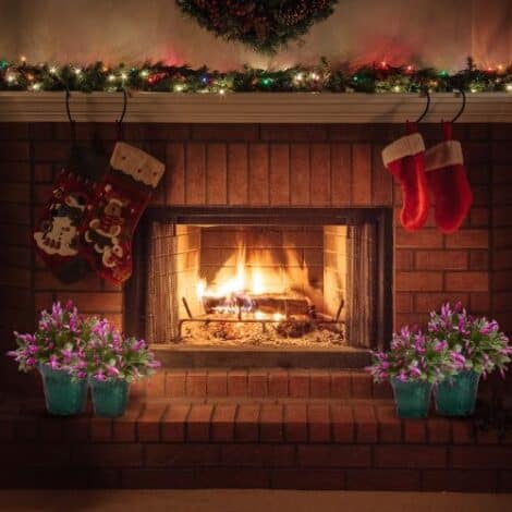 Christmas Cactus Purple (6 inch) - Image 4