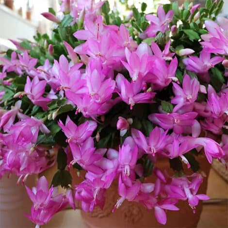 Christmas Cactus Purple (6 inch)