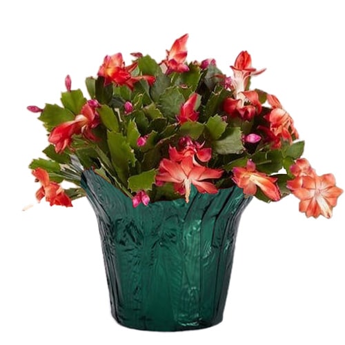 Christmas Cactus Red (6 inch) - Image 2