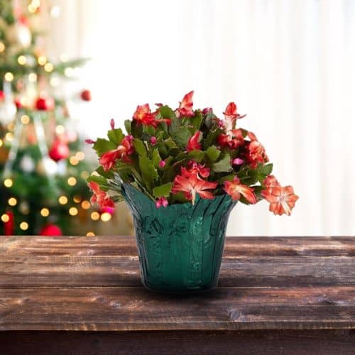Christmas Cactus Red (6 inch) - Image 3