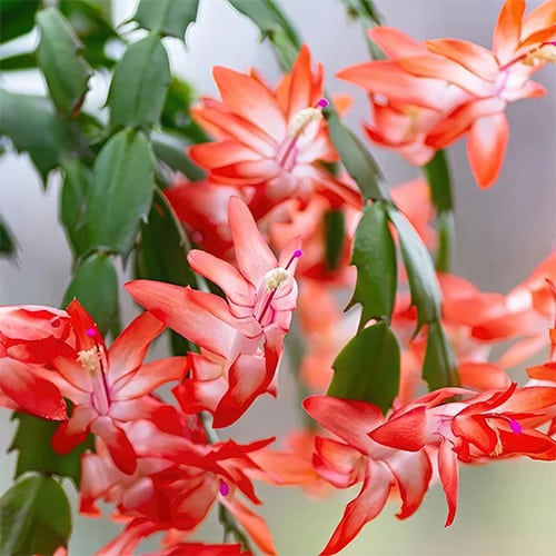 Christmas Cactus Red (6 inch)