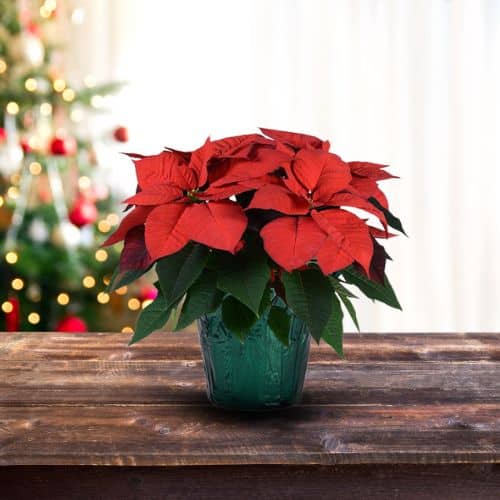 Poinsettia, Red (6.5 Inch and 8 Inch) - Image 3