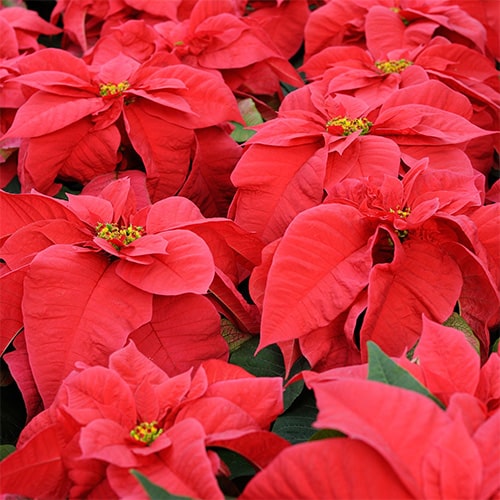 Poinsettia, Red (6.5 Inch and 8 Inch)