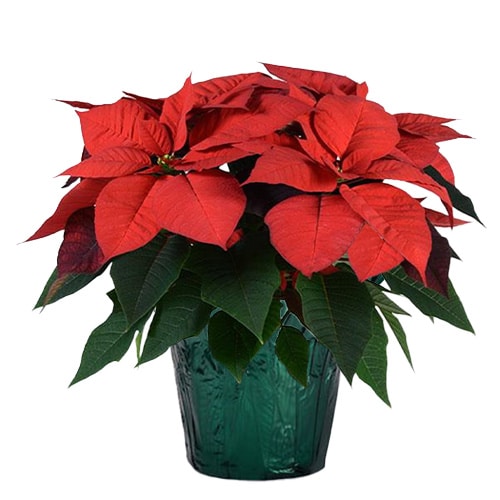 Poinsettia, Red (6.5 Inch and 8 Inch) - Image 2