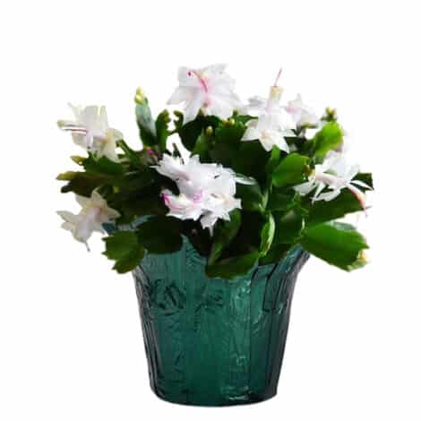 Christmas Cactus White (6 inch) - Image 2
