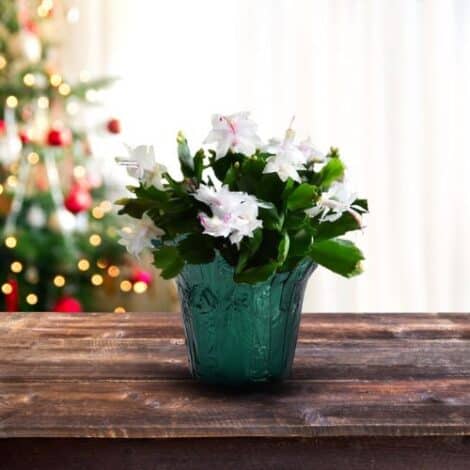 Christmas Cactus White (6 inch) - Image 3