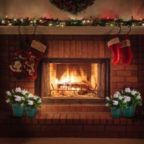 Christmas Cactus White (6 inch) - Image 4